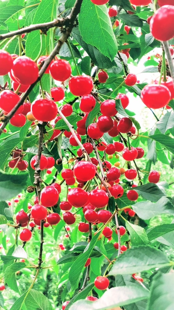 Mahtava kirsikkasato